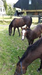 Te koop.6 jarige ruin Othello,, Dieren en Toebehoren, Paarden, Met stamboom, Springpaard, Ruin, 170 tot 175 cm