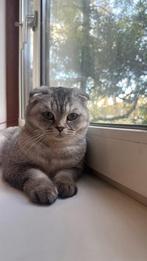 British & Scottish kitten, Dieren en Toebehoren, Katten en Kittens | Raskatten | Korthaar, Poes