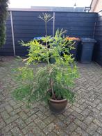 Sequoia sempervirens, kustmammoetboom 120 cm, Bloeit niet, Overige soorten, 100 tot 250 cm, Ophalen