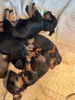 Tekoop ruw harige kaninchen teckel pups, Dieren en Toebehoren, Honden | Teckels en Dashonden, Kaninchen, Meerdere dieren, Eén hond