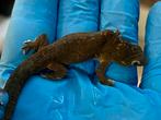 0.1 Eurydactylodes agricolae pet only, Dieren en Toebehoren, 0 tot 2 jaar