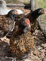 Trio Orpington kriel, Dieren en Toebehoren, Pluimvee, Meerdere dieren, Kip