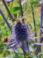 zaden Eryngium planum Blue Glitter, Verzenden, Voorjaar, Volle zon, Zaad