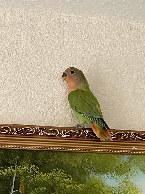 Super Lieve Gezonde en Hand Tamme Agapornis Dwergpapegaa, Dieren en Toebehoren, Vogels | Parkieten en Papegaaien, Dwergpapegaai of Agapornis