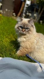 Ragdoll seal Lynx Point Kittens., Meerdere dieren, Gechipt, 0 tot 2 jaar