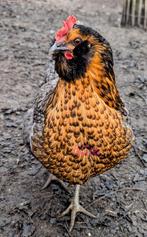 Broedeieren olijfleggers kleurleggers kippen, Dieren en Toebehoren, Kip
