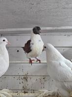 Gentse kroppers, Meerdere dieren, Overige soorten