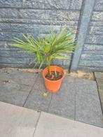 Palboom Wagnerianus - Winterhard!, Overige soorten, Volle zon, Vaste plant, Ophalen of Verzenden