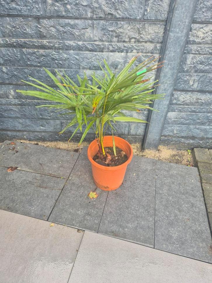 Palboom Wagnerianus - Winterhard!, Tuin en Terras, Planten | Tuinplanten, Vaste plant, Overige soorten, Volle zon, Bloeit niet