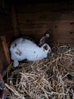 Lotharing voedster, Ophalen of Verzenden, Zo goed als nieuw, Verzorging