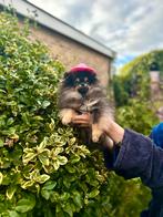 Pomeriaan reutje mini, Particulier, Rabiës (hondsdolheid), 15 weken tot 1 jaar, Buitenland