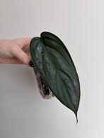 Philodendron Burle Marx Fantasy, Huis en Inrichting, Kamerplanten, Ophalen of Verzenden, Halfschaduw, Minder dan 100 cm