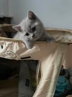 Adorable Purebred British Shorthair Kittens, Dieren en Toebehoren, Katten en Kittens | Raskatten | Korthaar