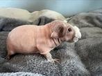 Lief tam skinny cavia beertje, Dieren en Toebehoren, Cavia, Juni, Mannelijk, Tam