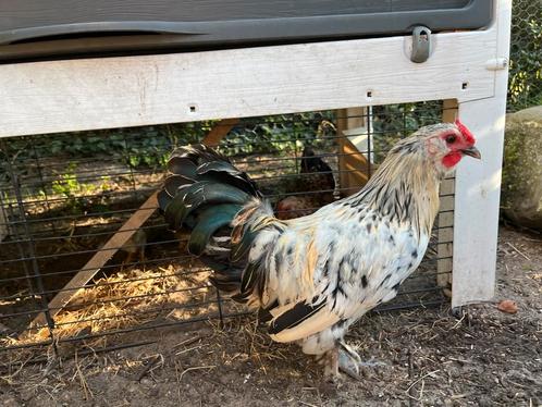 Jonge kriel haan kruising met zijdehoender, Dieren en Toebehoren, Pluimvee, Kip, Mannelijk