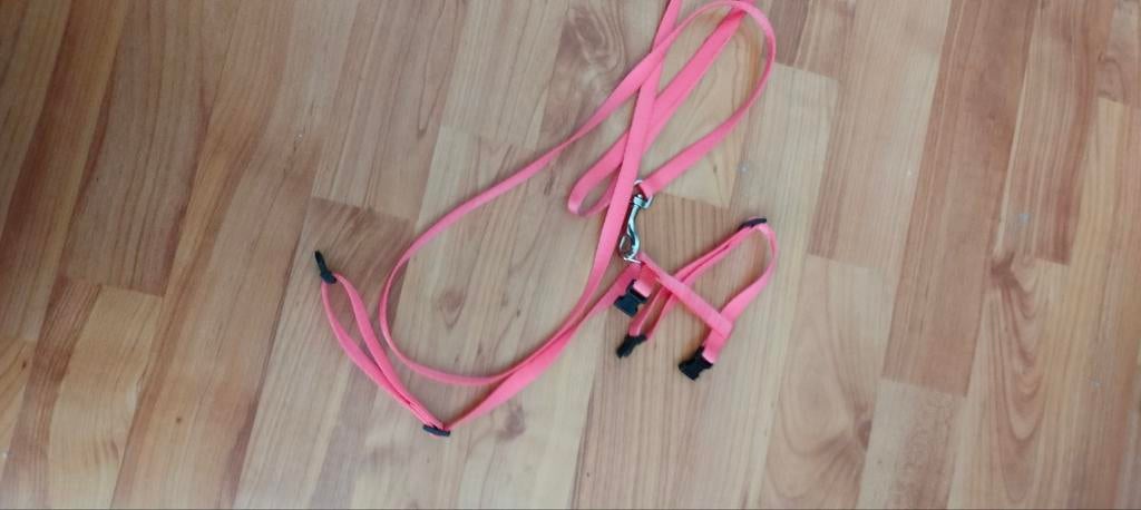 Katten riem, Ophalen of Verzenden