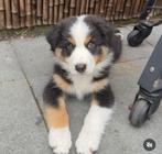 Raszuivere gestest Australian Shepherd Black Tri Dekreu pups, Rabiës (hondsdolheid), Reu, Eén hond, 3 tot 5 jaar