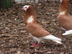 Oud-Hollandse kapucijn | Mooie koppels | Passend advies, Meerdere dieren, Kip