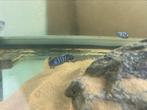Gezonde malawi cichliden bestand mbuna only, Dieren en Toebehoren, Vis, Zoetwatervis