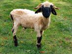 Walliser schwarznase ramlam, Dieren en Toebehoren, Mannelijk, Schaap