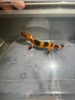 Jonge Gekko's, Dieren en Toebehoren, Reptielen en Amfibieën, 0 tot 2 jaar, Hagedis