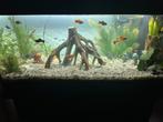 Baby/jonge guppen, platy’s en molly’s, Dieren en Toebehoren, Vis