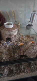 Terrarium, 75 tot 110 cm, Ophalen, Minder dan 60 cm, Hok