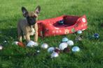 Franse bulldog pups korthaar en fluffy, Dieren en Toebehoren, Honden | Bulldogs, Pinschers en Molossers, Rabiës (hondsdolheid)