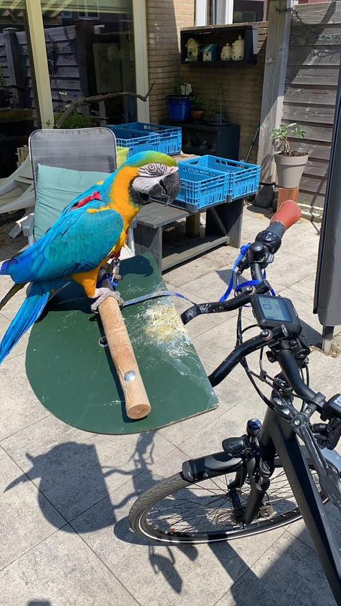 Custom made standaard om een Ara te vervoeren., Fietsen en Brommers, Fietsen | Driewielers, Gebruikt, Ophalen