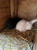 Dwerg Hangoor Konijntjes, Dieren en Toebehoren, Konijnen, Meerdere dieren, Dwerg, Hangoor