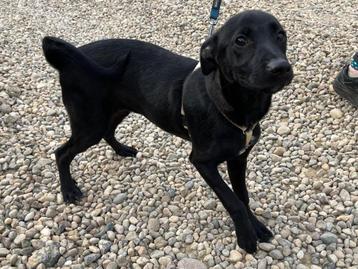Leslie is een jonge, lieve en hele trouwe hond beschikbaar voor biedingen