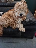 Mooie  Goldendoodles te koop, Dieren en Toebehoren, Honden | Niet-rashonden, CDV (hondenziekte), 8 tot 15 weken, Meerdere, Meerdere dieren