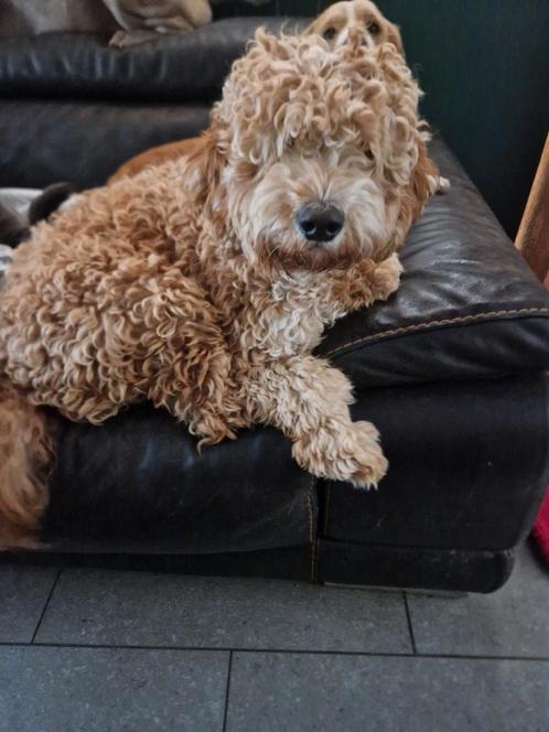 Mooie  Goldendoodles te koop, Dieren en Toebehoren, Honden | Niet-rashonden, Middel, Meerdere dieren, Fokker | Hobbymatig, Meerdere