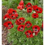 Zaden Papaver Ladybird, Verzenden, Voorjaar, Volle zon, Zaad