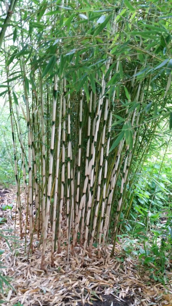 bamboeplanten Fargesia robusta Campbell, Tuin en Terras, Planten | Struiken en Hagen, Haag, Bamboe, 100 tot 250 cm, Ophalen of Verzenden