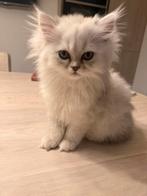 Nestje van 4 kittens perzisch langhaar, Meerdere dieren