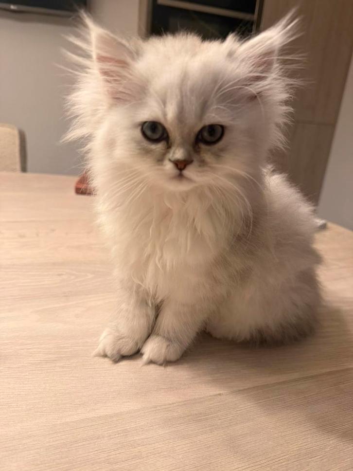 Nestje van 4 kittens perzisch langhaar, Dieren en Toebehoren, Katten en Kittens | Raskatten | Langhaar, Meerdere dieren