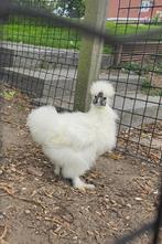 Jong zijdehoen haantje wit, Dieren en Toebehoren, Pluimvee, Mannelijk, Kip
