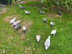 Bonte sierduiven en Gelderse slenken, Dieren en Toebehoren, Vogels | Duiven, Meerdere dieren, Overige soorten