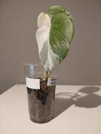 Monstera Albo Variegata   jonge plant   nr 16, Huis en Inrichting, Kamerplanten, Ophalen of Verzenden, Halfschaduw, Minder dan 100 cm