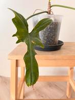 Philodendron Golden Dragon, Huis en Inrichting, Kamerplanten, Ophalen