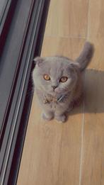 Britse korthaar, Dieren en Toebehoren, Katten en Kittens | Raskatten | Korthaar, Kater, Ontwormd, 0 tot 2 jaar
