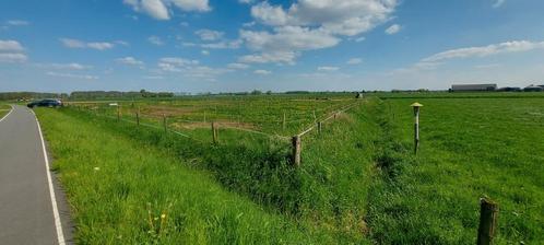 Te koop weide, paddock paradise, weiland, Dieren en Toebehoren, Stalling en Weidegang