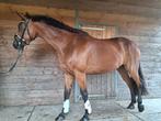 Zeer mooie spring merrie!, Dieren en Toebehoren, Paarden, Merrie, Springpaard, Gechipt, 3 tot 6 jaar
