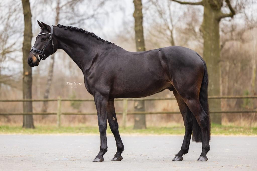 Dressuur Ruin, Ruin, Dressuurpaard, 170 tot 175 cm, 7 tot 10 jaar