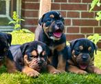 Bullforce Old English Bulldog pups, Nederland, 15 weken tot 1 jaar, Rabiës (hondsdolheid), Teef