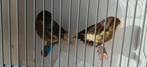 Mooie koppel Gloster kanarie 2025 geringd €30,, Meerdere dieren, Postuurkanarie