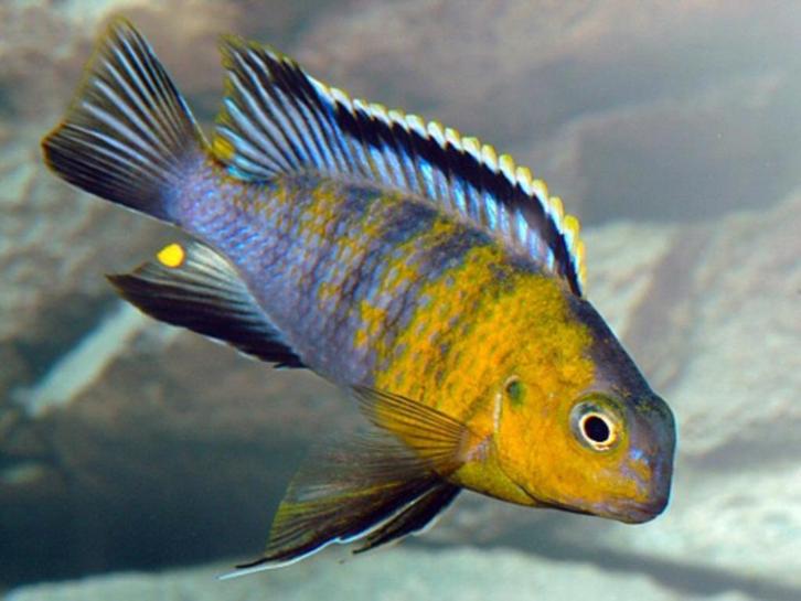 Ontdek ons uitgebreid assortiment Malawi cichlide 50soorten, Dieren en Toebehoren, Vissen | Aquariumvissen, Zoetwatervis, Vis