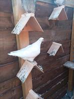 Texan Duiven, Dieren en Toebehoren, Vogels | Duiven, Meerdere dieren
