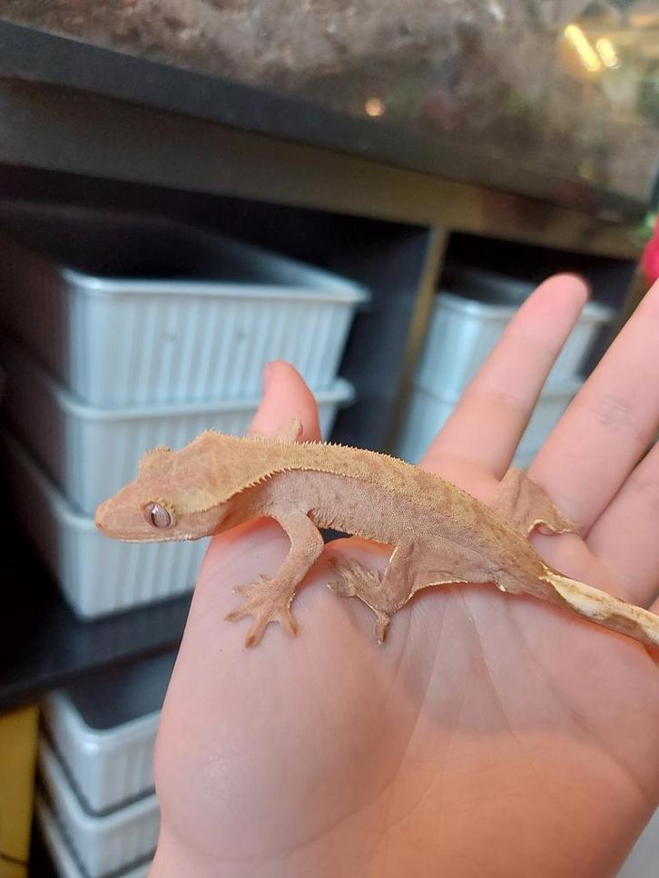 poss 0.1 wimpergekko